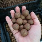 Boilies Squid Citrus
