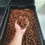 Boilies Feed Fish - Image 2
