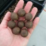 Boilies Halibut Garlic - Image 2